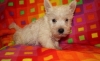 Absolutely-Adorable-Little-West-Highland-White-Terrier-Pups